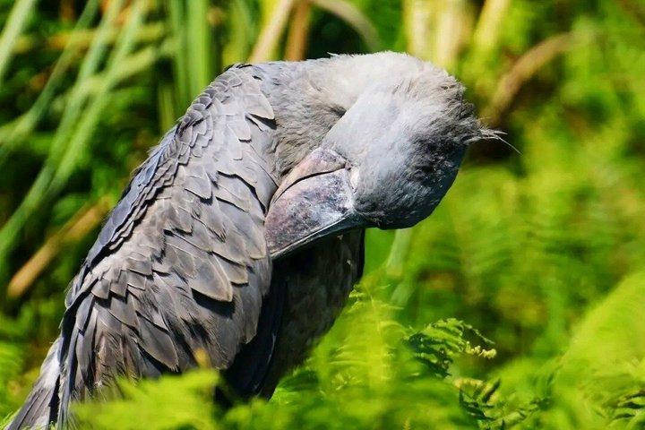 Mabamba Swamp Shoebill Tours