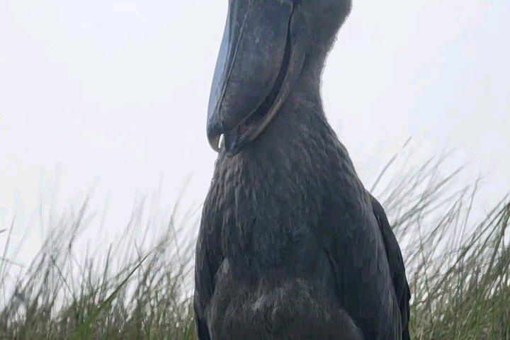 Mabamba Swamp Shoebill Tours