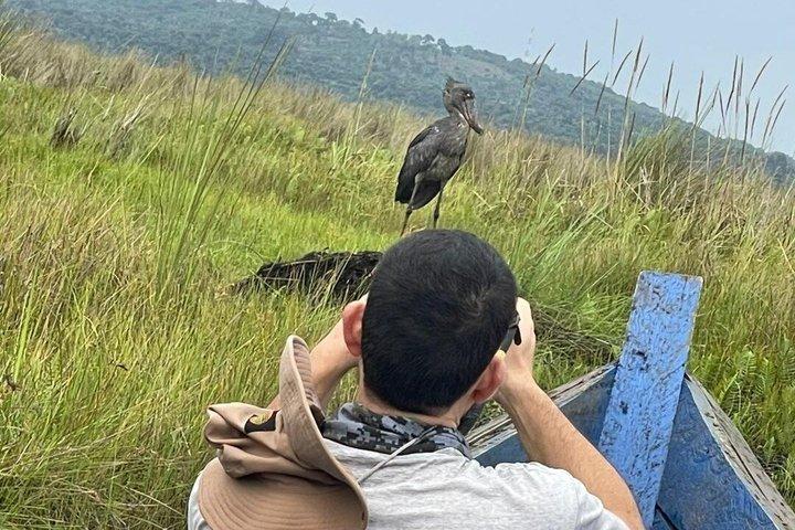 Mabamba Swamp Shoebill Tours