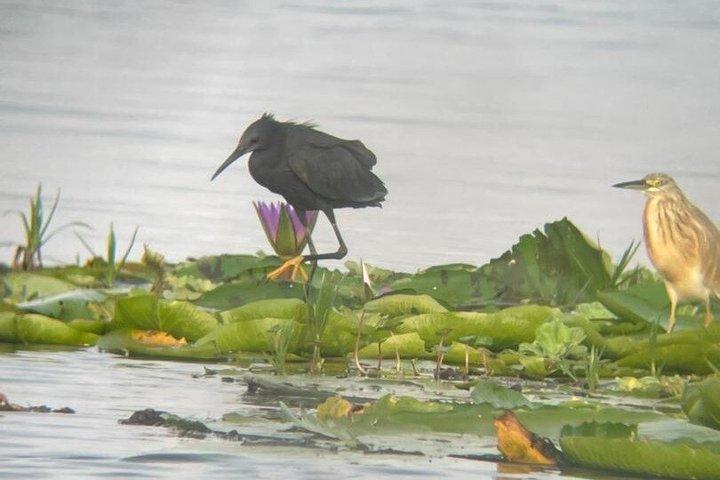Mabamba Swamp Shoebill Tours