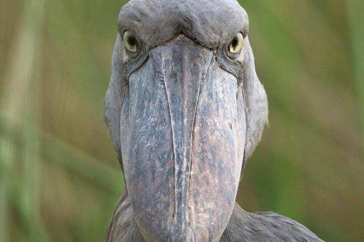 Mabamba Swamp Shoebill Tours