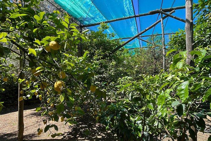 Sorrento: Cooking Class Under the Lemon Trees with view