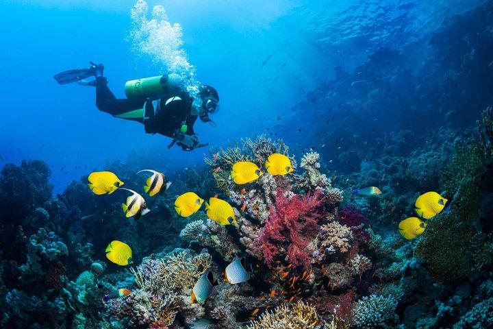 Upptäck Phu Quoc korallrev med Expert Dive Guide