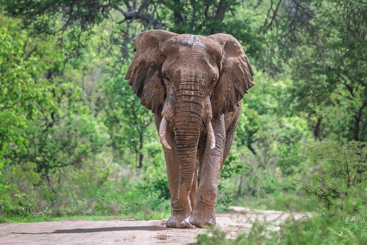 Privat guidet 13 dages safari tur til Rwanda