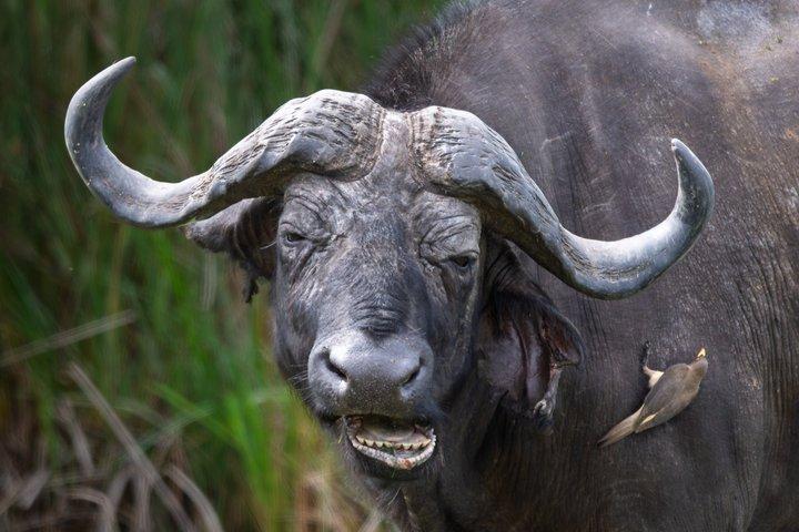 Privat guidet 13 dages safari tur til Rwanda