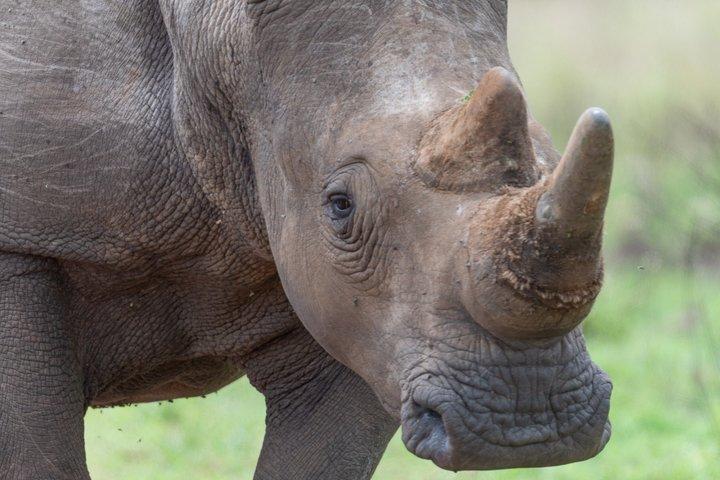 Tour safari guidati privati di 13 giorni in Ruanda