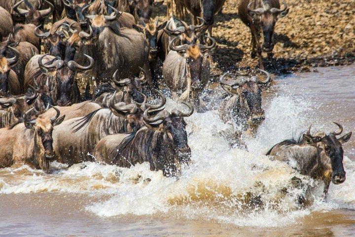 7 dagars safari. Serengeti, Tarangire, Lake Manyara och Ngorongoro-kratern.