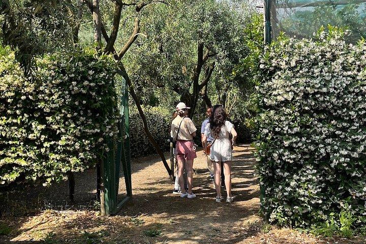 Sorrento: Cooking Class Under the Lemon Trees with view