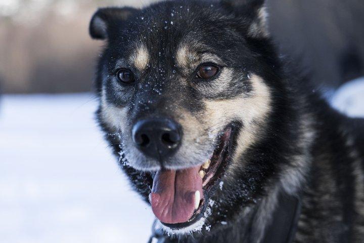 Soirée Enchanteur Arctic Aurora Husky Visite