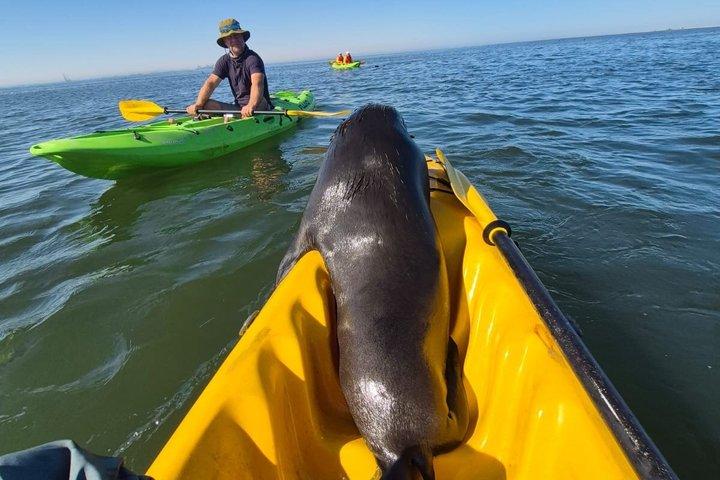 Robbenkajak & Sandwich Harbour Tour