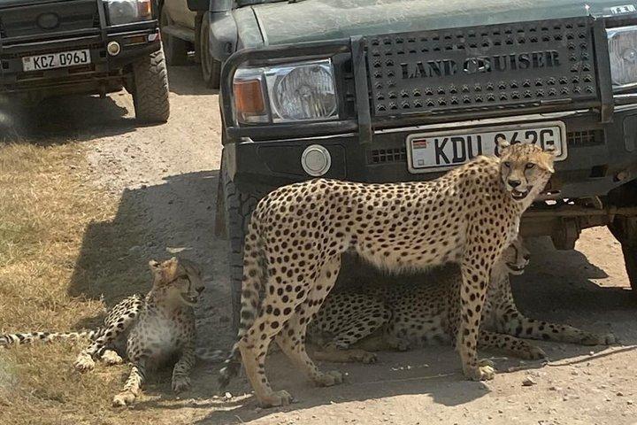 Benutzerdefinierte Safari Abenteuer in Kenia Maasai Mara & More