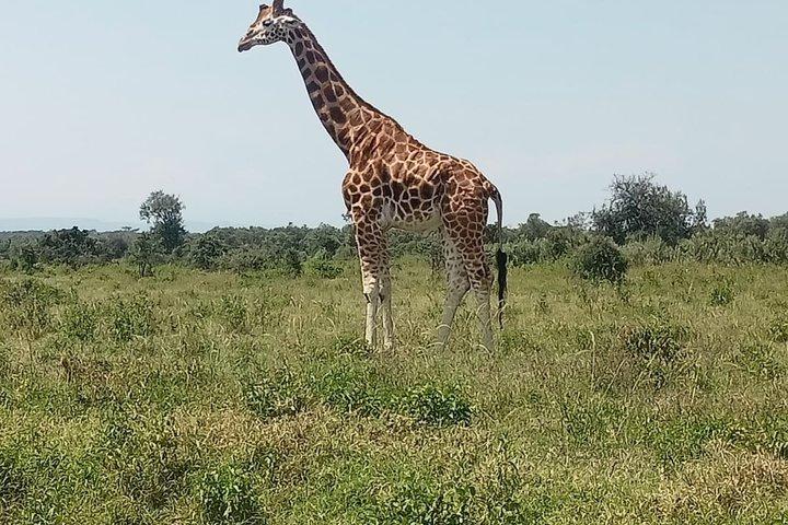 Benutzerdefinierte Safari Abenteuer in Kenia Maasai Mara & More