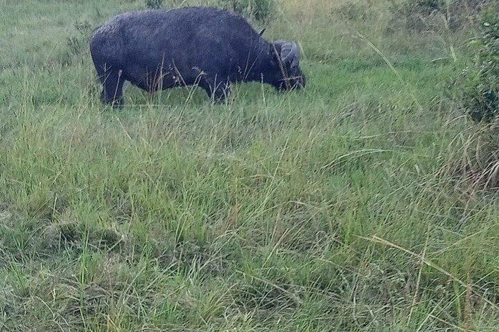 Benutzerdefinierte Safari Abenteuer in Kenia Maasai Mara & More