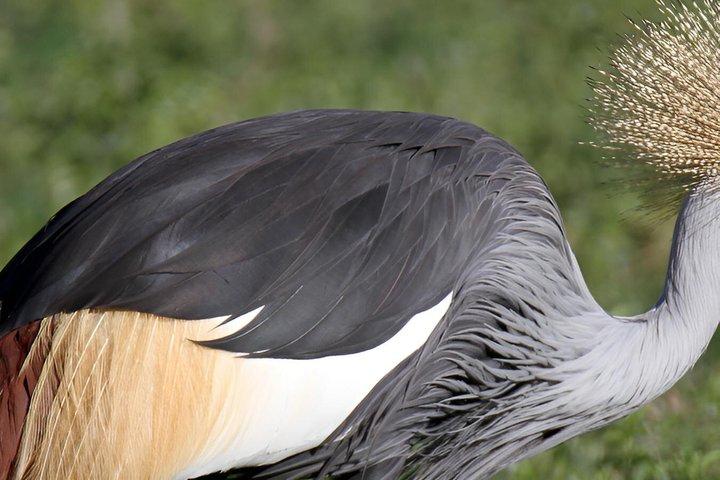 ナイロビ国立公園、子象の孤児院、キリン センター ツアー