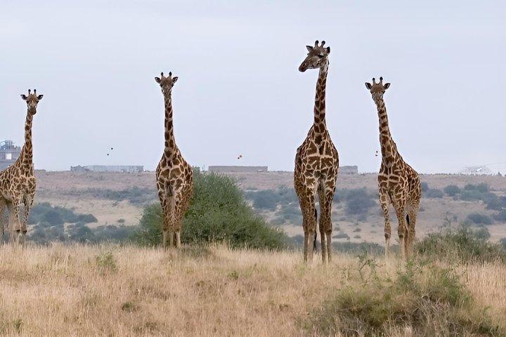 ナイロビ国立公園、子象の孤児院、キリン センター ツアー
