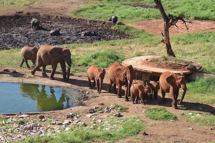 アンボセリ国立公園日帰り旅行とマサイ村訪問ツアー