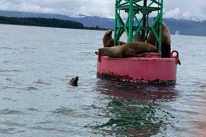 Expérience privée d'observation des baleines (jusqu'à 6 invités)