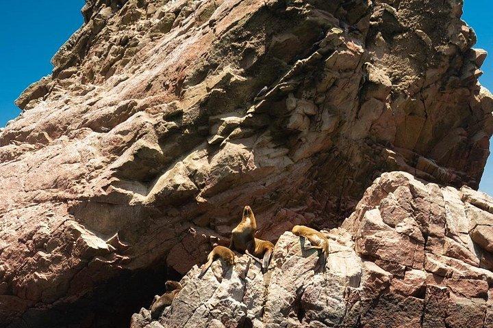 リマ発：パラカス、バレスタス諸島、ワカチナ、すべて込み