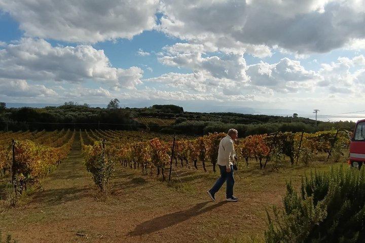 Dégustation de vins « Slow Wine » et de glaces au tartufo
