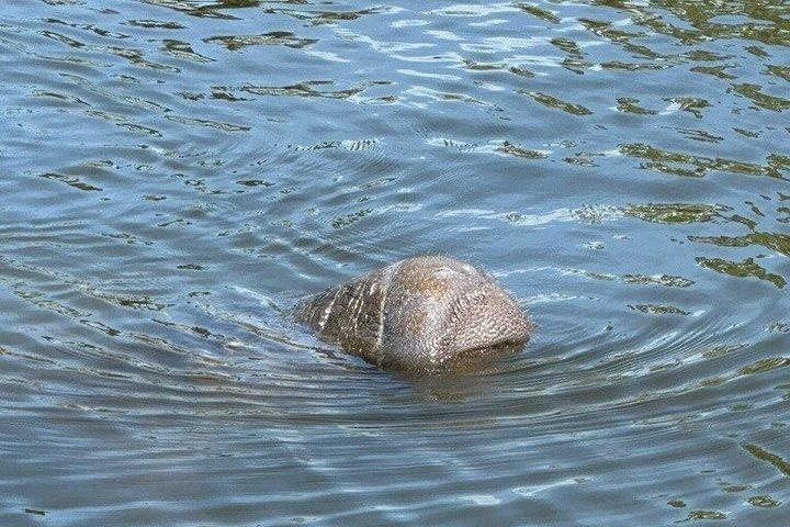 Manatee watching walking tour in Bradenton