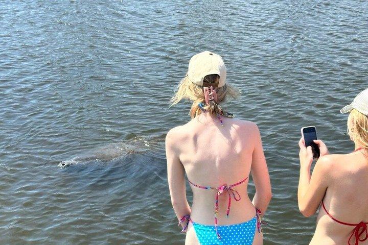 Manatee watching walking tour in Bradenton