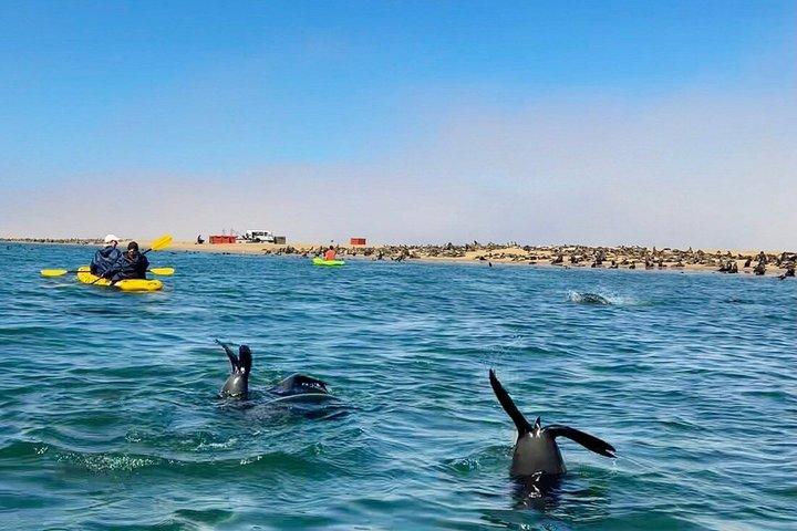 Kayak con focas en Pelican Point desde Swakopmund