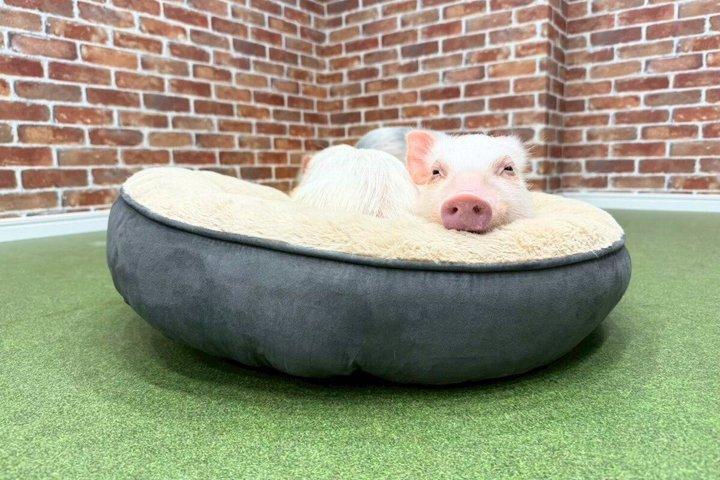 Osaka Micro Pig Interaction Experience at Buta Goya