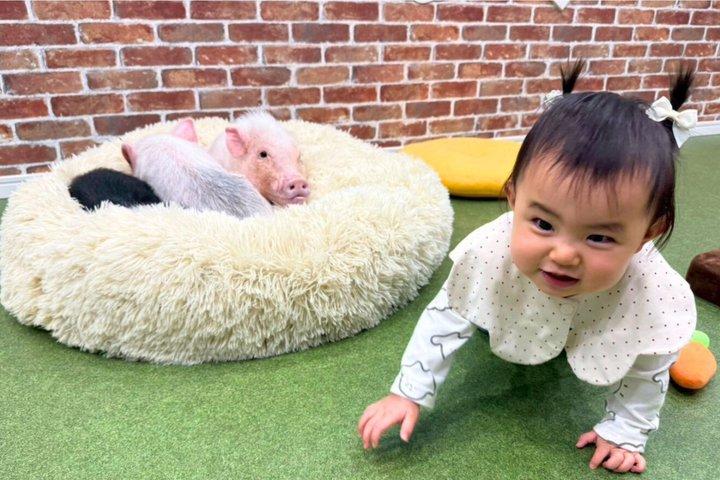 Osaka Micro Pig Interaction Experience at Buta Goya