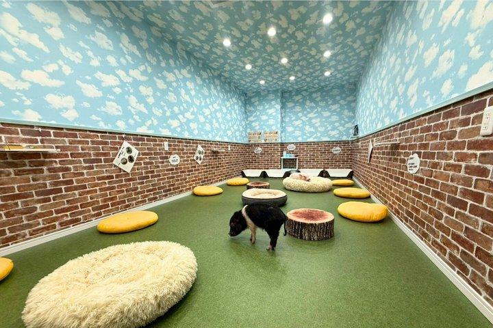 Osaka Micro Pig Interaction Experience at Buta Goya