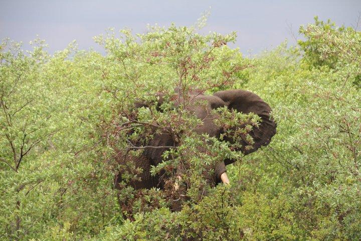 Victoria Falls Chobe Day Tour Experience