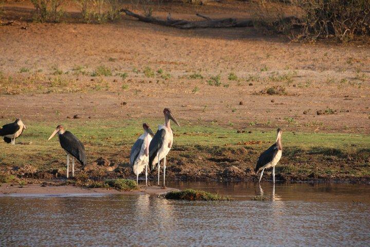 Victoria Falls Chobe Day Tour Experience