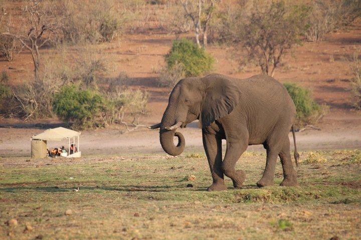 Victoria Falls Chobe Day Tour Experience