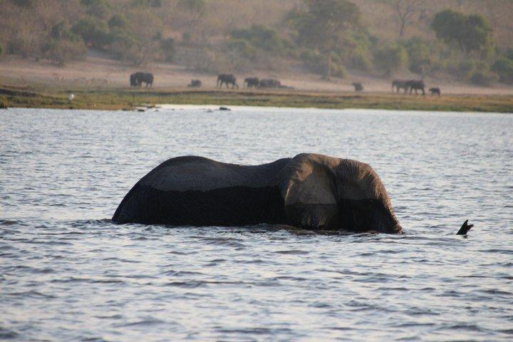 Victoria Falls Chobe Day Tour Experience
