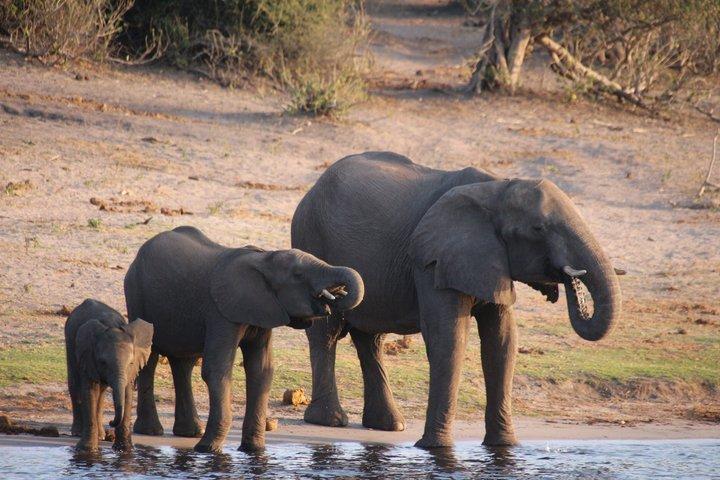 Victoria Falls Chobe Day Tour Experience