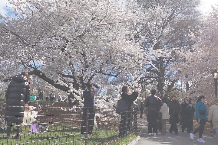 Central Park Highlights Rundgang