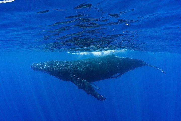 Humpback Whale Watching Tahitian Peninsula