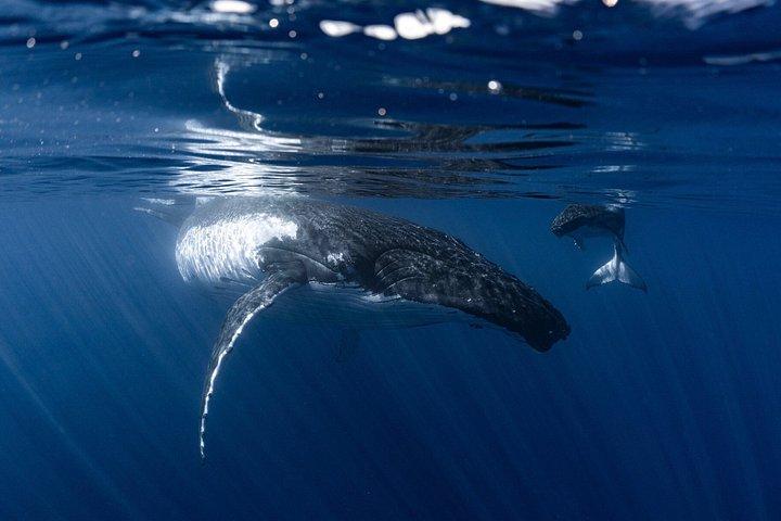 Humpback Whale Watching Tahitian Peninsula