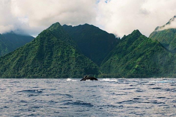 Humpback Whale Watching Tahitian Peninsula