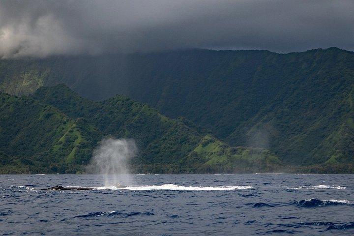 Humpback Whale Watching Tahitian Peninsula