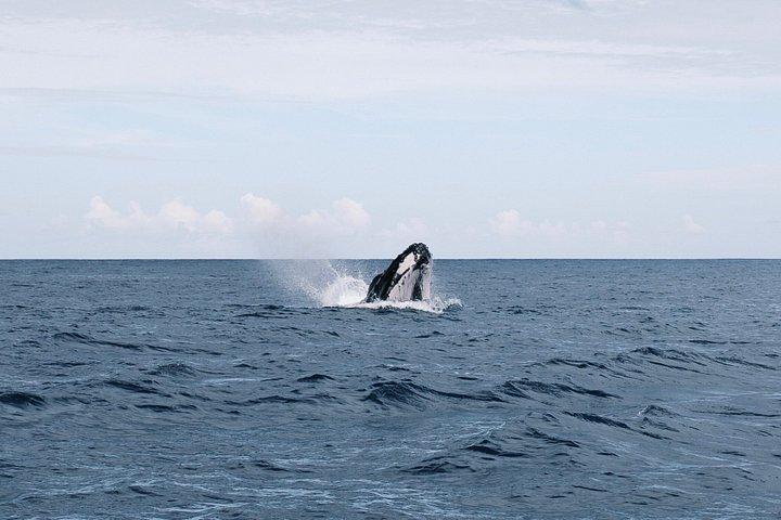 Humpback Whale Watching Tahitian Peninsula