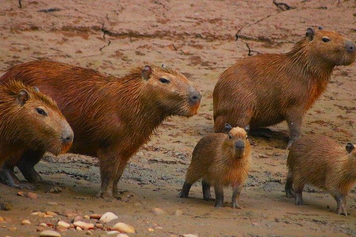 タンボパタ川でのボート探検と野生動物