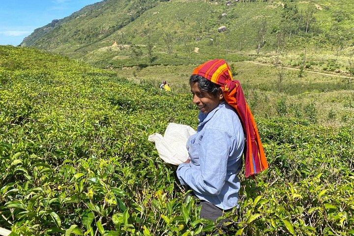 Knuckles Mountains Range 8 hours day tours from Kandy city