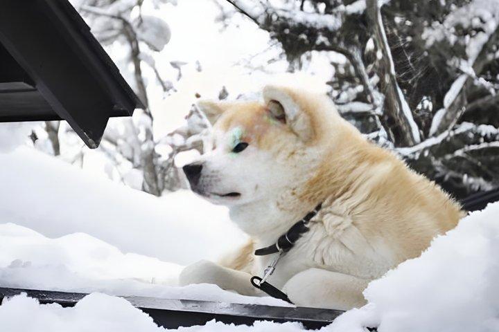 Tour privato personalizzato di Akita con Guida locale