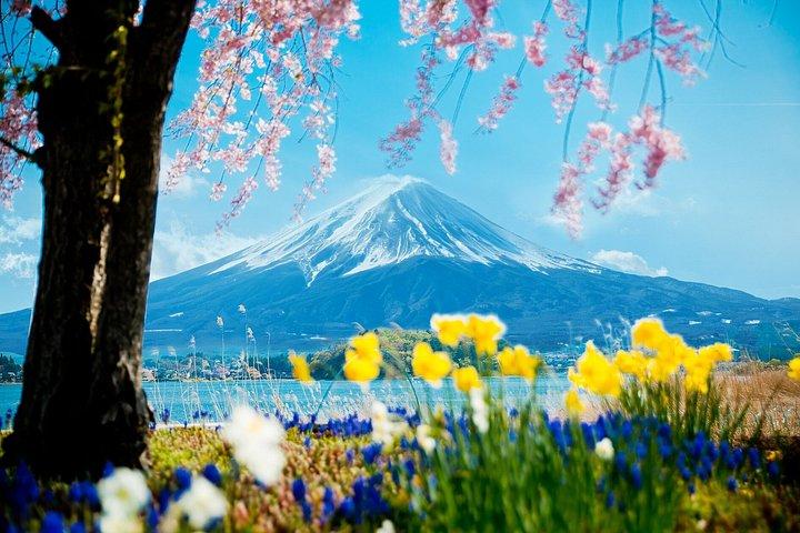 東京からの場合： 富士山観光1日ツアー