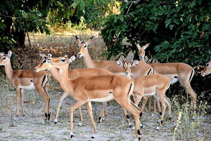ダーバン発タラ半日動物保護区とナタール公園