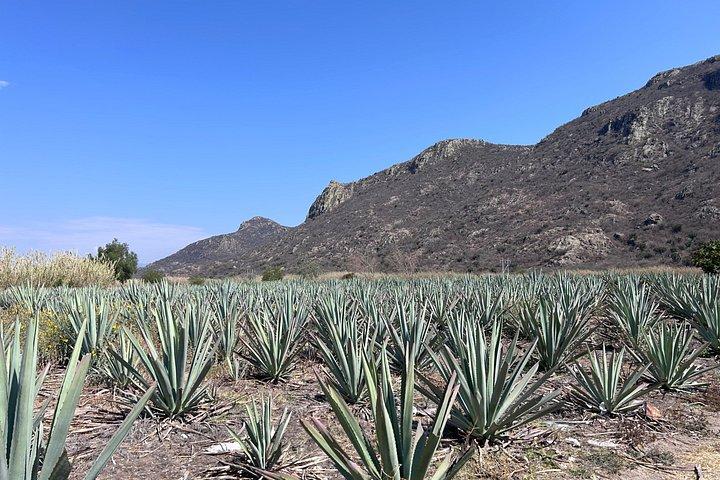 Artisanal Mezcal Experience in Oaxaca: From agave to glass