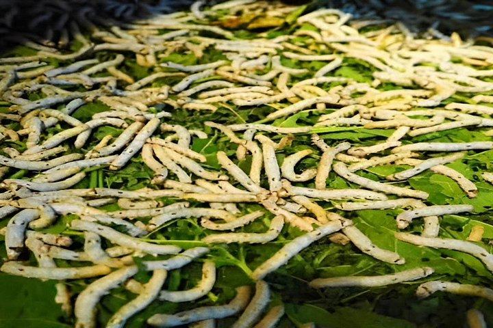 蚕の里を探検してランタンホイアンを作る