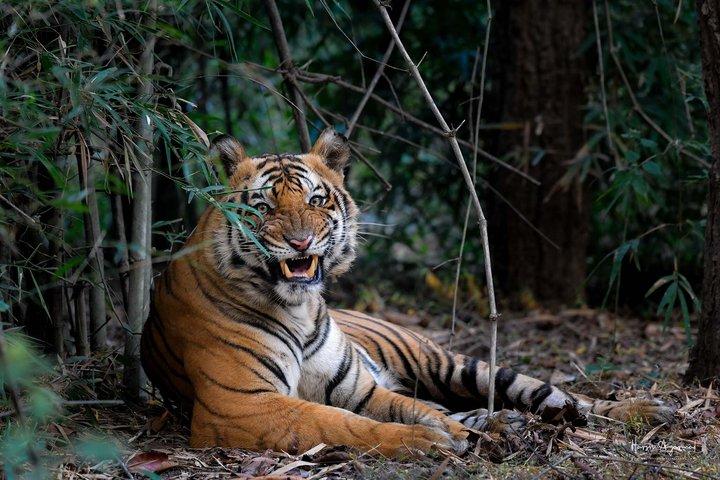 From Delhi: 4-Days Golden Triangle Tour with Ranthambore Safari