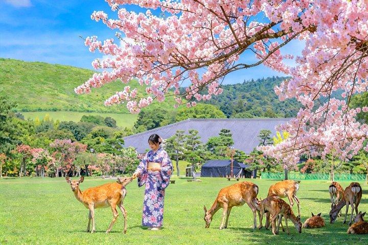 Dagtrip Nara en Uji met Deer Park vanuit Osaka