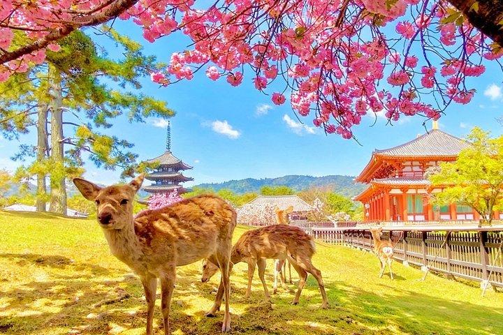 Excursion d'une journée à Nara et Uji avec Deer Park au départ d'Osaka
